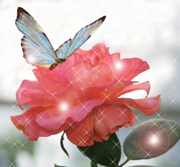 Бабочка на розе (599x555, 805Kb)