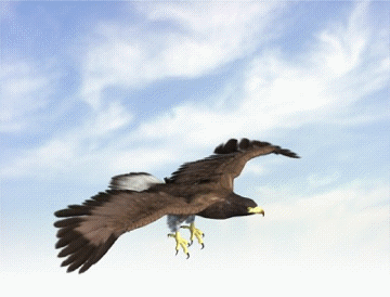 Анимация орел
