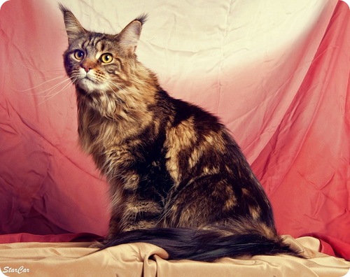 mainecoon_08 (500x396, 69Kb)