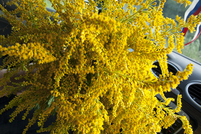 цветы жёлтые1 (400x267, 226Kb)