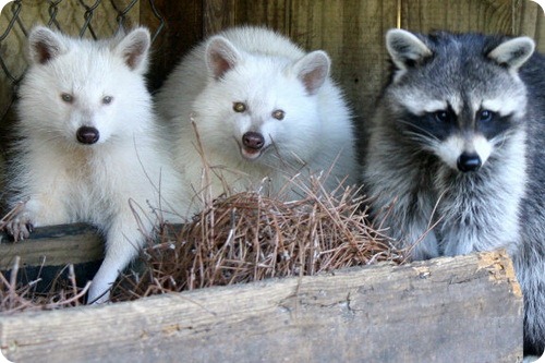 3085196_gal_albino_racoons (500x333, 65Kb)