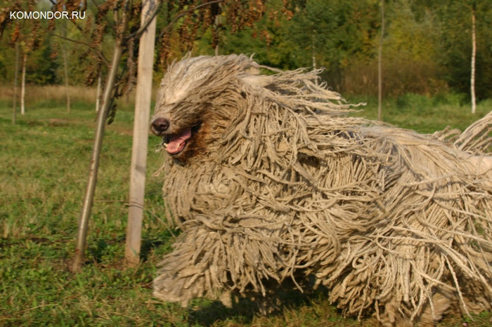 komondor_ru_fotos_030_jpg (700x466, 150Kb)