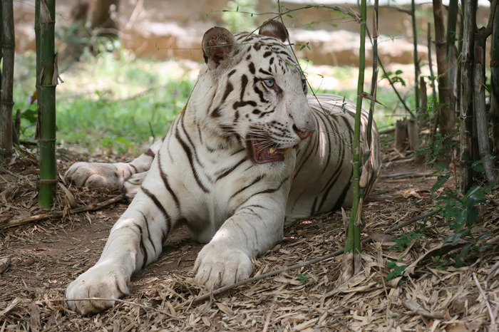 White+tiger+bangalore (700x466, 155Kb)