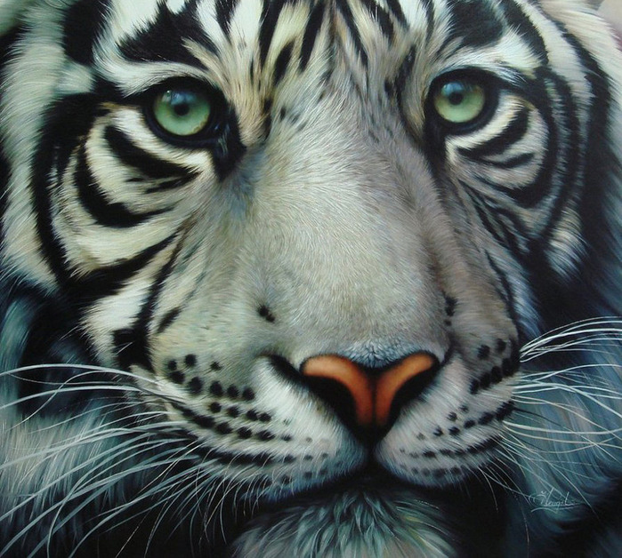 white_tiger_2_by_Raipun (700x628, 184Kb)
