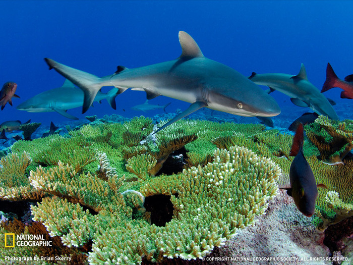 shark-kingman-reef-1166392-sw (700x525, 213Kb)