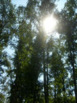  S6305089 (525x700, 601Kb)