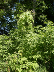 S6305103 (525x700, 642Kb)