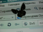  SDC15054 (700x525, 457Kb)