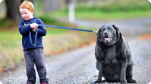 1259869_fatdog1 (500x278, 37Kb)