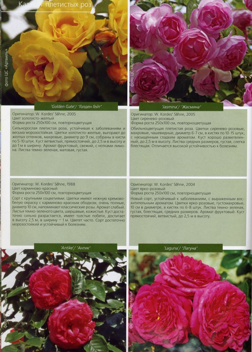 Виды плетистых роз с фото и описанием все разновидности