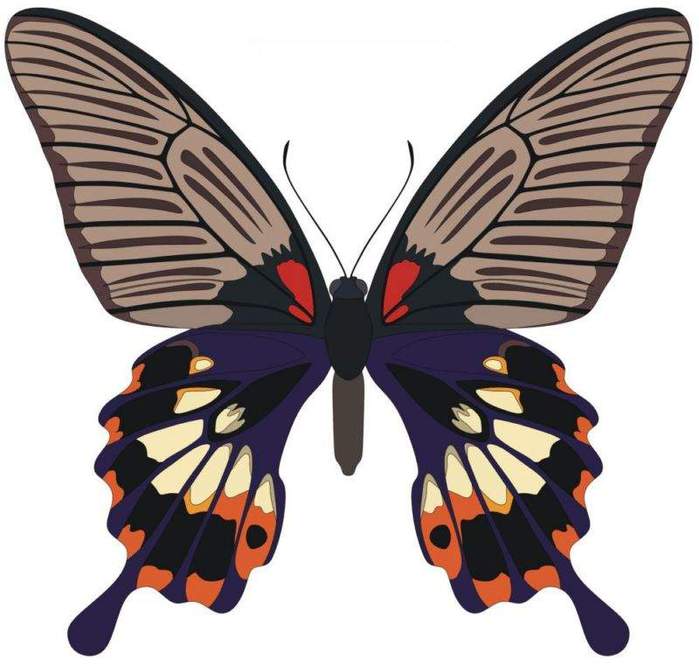 Papilio_memnon (700x665, 49Kb)