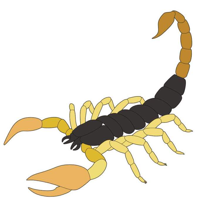 Scorpion (688x700, 26KB)