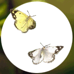46465325_Nature_Flower (150x150, 34Kb)