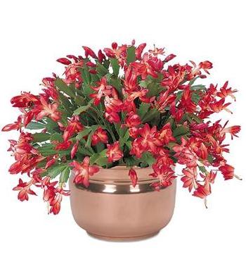 3571750_Schlumbergera_10_eCustomy_r3x (350x392, 29Kb)