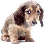 sad-dog (149x150, 5Kb)