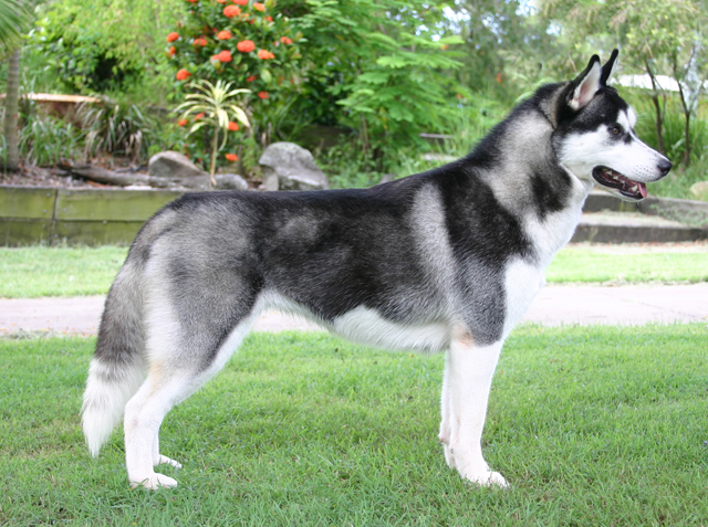 Siberian_Husky (640x477, 373Kb)