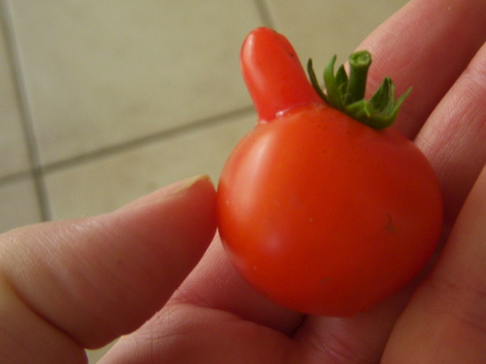 первые успрехи в выращивании томатов - самец 805400_77257198_large_805400_jag_017 (693x519, 106Kb)