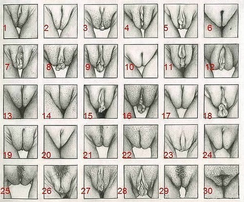 Женские вагины крупным планом (57 фото)