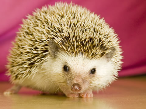 72194291_1300393982_sonichedgehogllyearoldpetlawskansas (480x360, 41Kb)