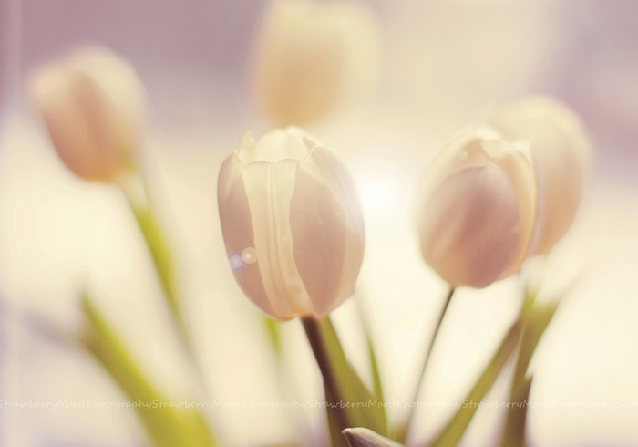 3749748_5447451949_d7705604b9_b (700x490, 89Kb)
