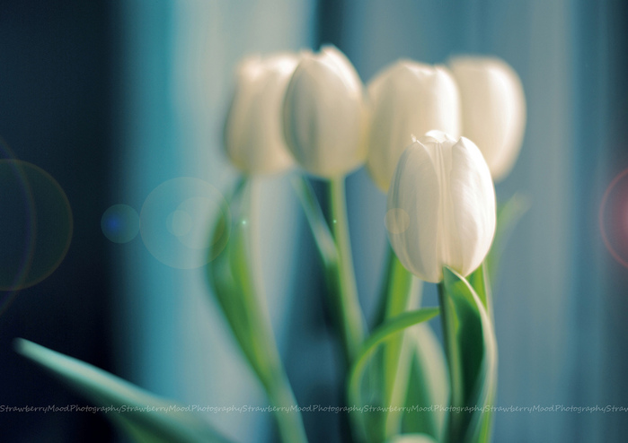 3749748_5453612984_f00e0ba531_b (700x494, 103Kb)