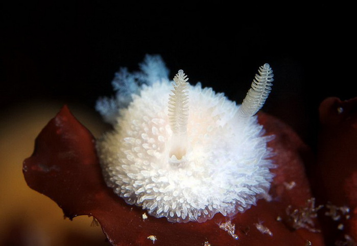 Acanthodoris-pillosa (700x483, 63Kb)