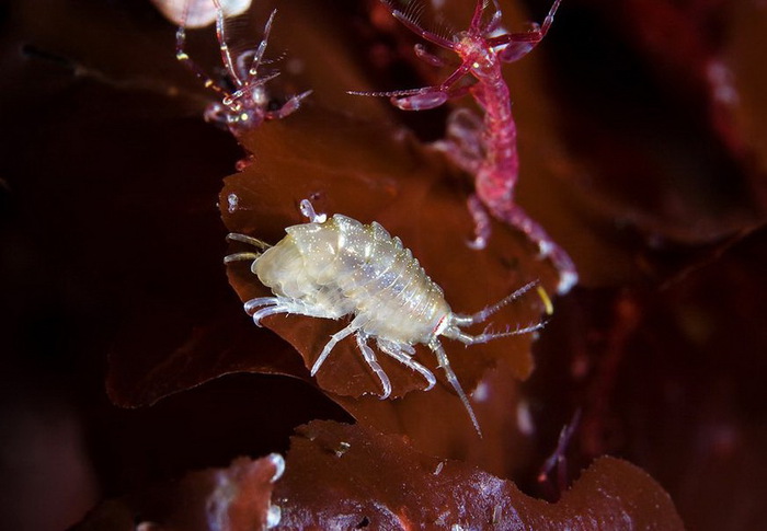 Unidentified-amphipoda (700x485, 77Kb)