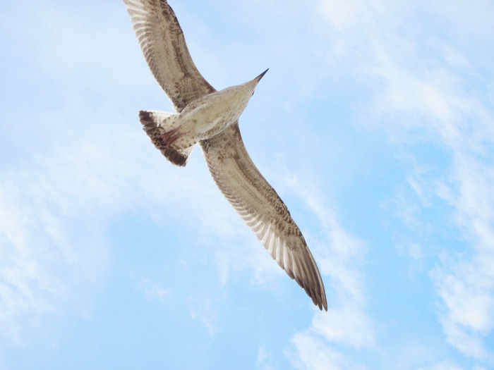 IMG_7077 (700x525, 63Kb)