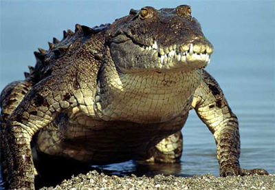 krokodil (400x276, 118Kb)
