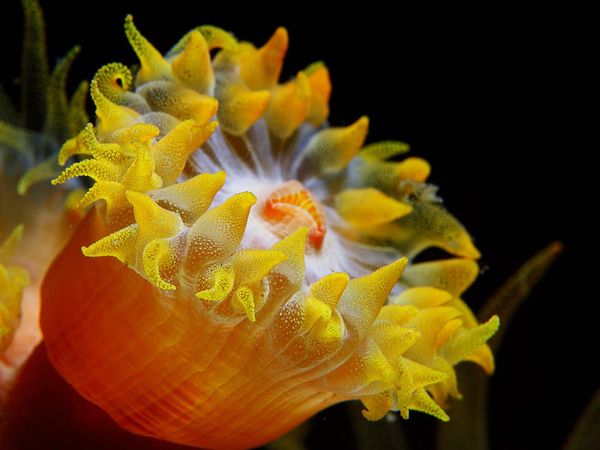 dangerous03-sea-anemone_16653_600x450 (600x450, 36Kb)