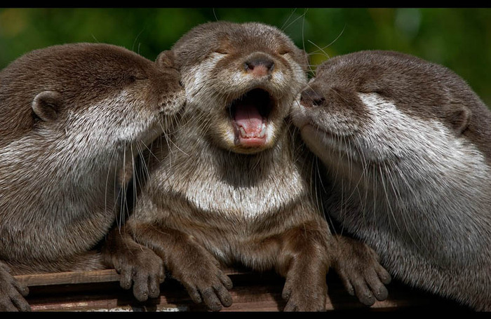 4278666_cuteotterstwokissinganotherotteronbothsides (700x455, 125Kb)