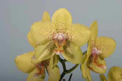 PHALAENOPSIS_HYBRIDE_108 (420x280, 35Kb)