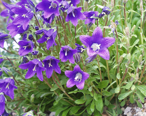 1246726616_campanula20aucheri20100dpi (500x400, 137Kb)