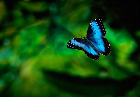 http://img0.liveinternet.ru/images/attach/c/3/77/481/77481244_large_Blue_Morpho_butterfly.jpg