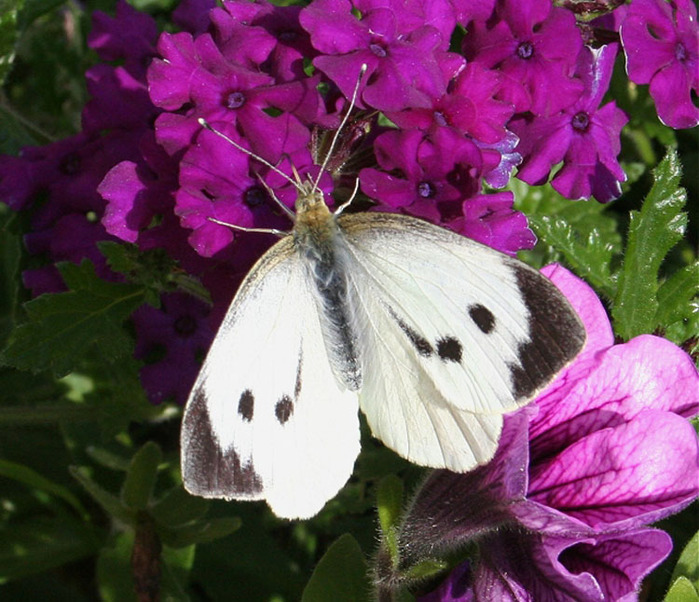 http://img0.liveinternet.ru/images/attach/c/3/77/481/77481562_large_The_Large_White_Butterfly.jpg
