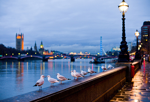 3749748_tumblr_lq9rqpJQ4f1qkuo1vo1_500 (500x342, 144Kb)