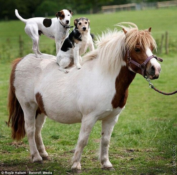 animals_friendship_17 (700x693, 110Kb)