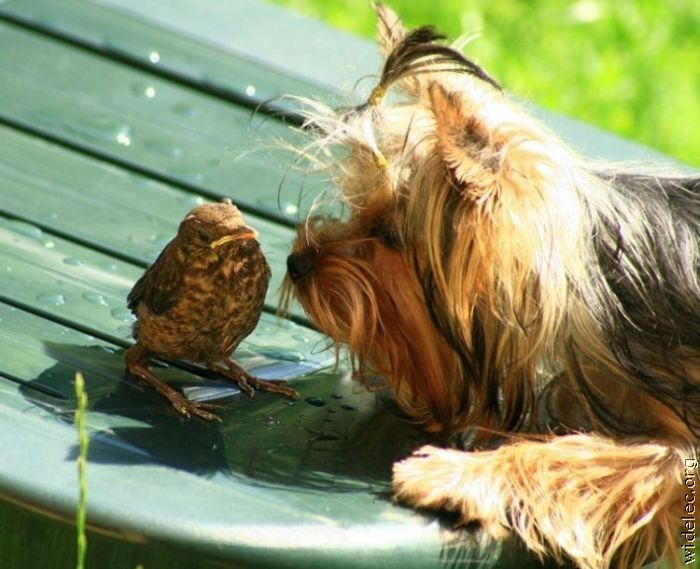 animals_friendship_67 (700x569, 67Kb)