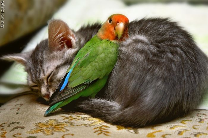 animals_friendship_74 (700x466, 57Kb)