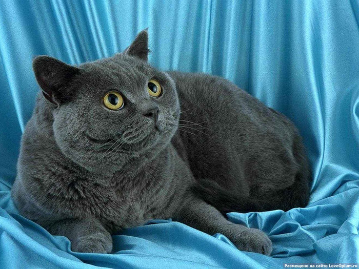 Pets Inform - Породы кошек - Шартрез - фото