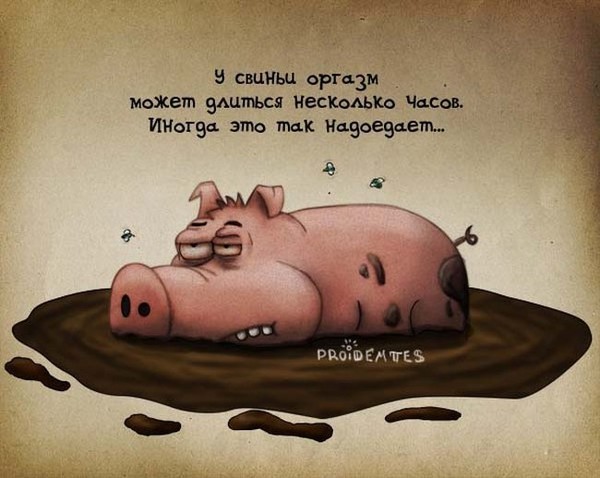 СВИНЬЯ (600x478, 62Kb)