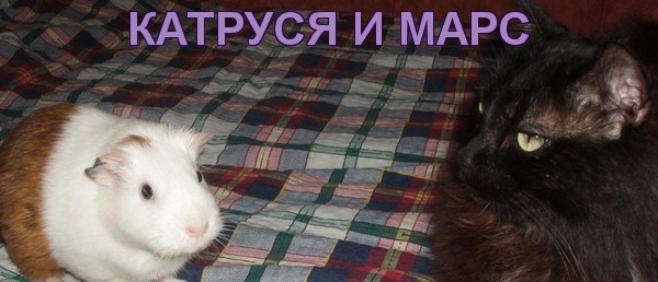 1868538_P1015439 (600x258, 48Kb)