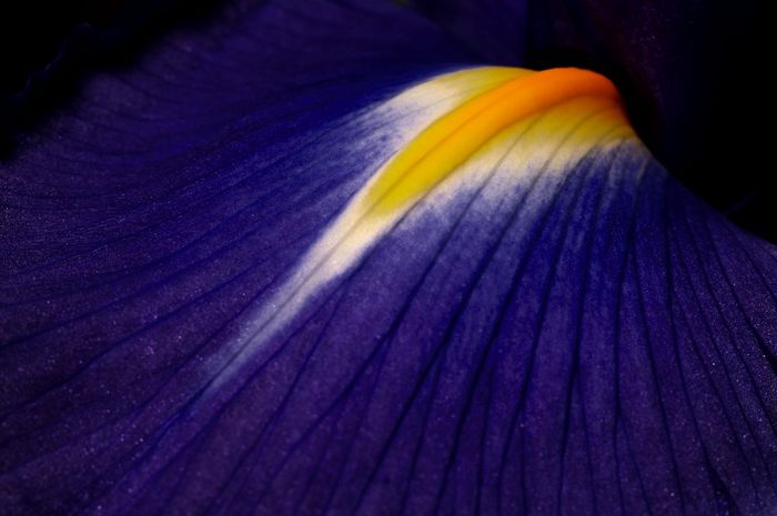 Макро-фото цветов от фотографа Brian Valentine