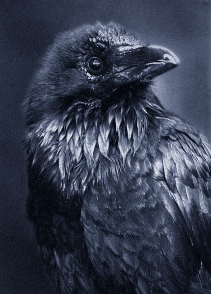 raven_by_Alaersu_Aetris (430x600, 69Kb)