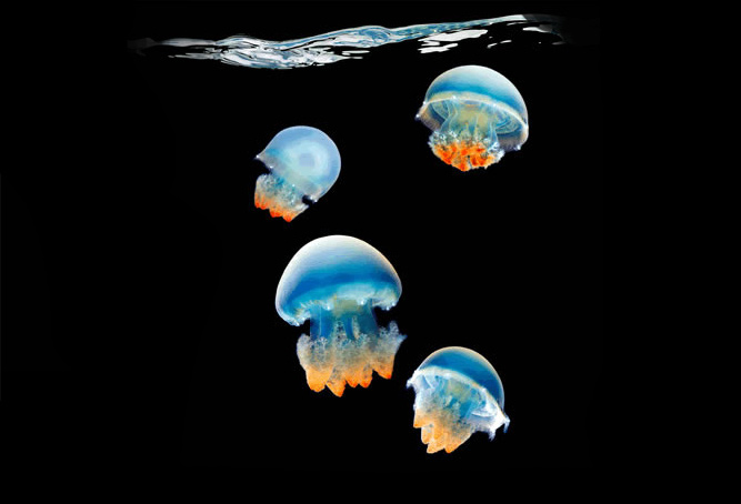 http://img0.liveinternet.ru/images/attach/c/3/77/816/77816792_large_jellyfish.jpg