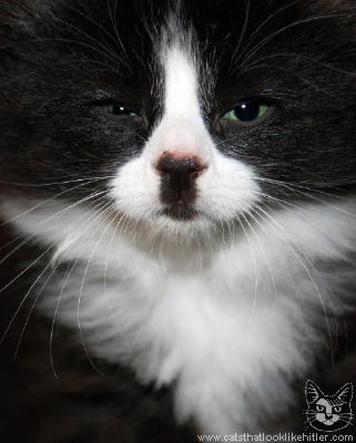 kitler5731 (321x400, 140Kb)