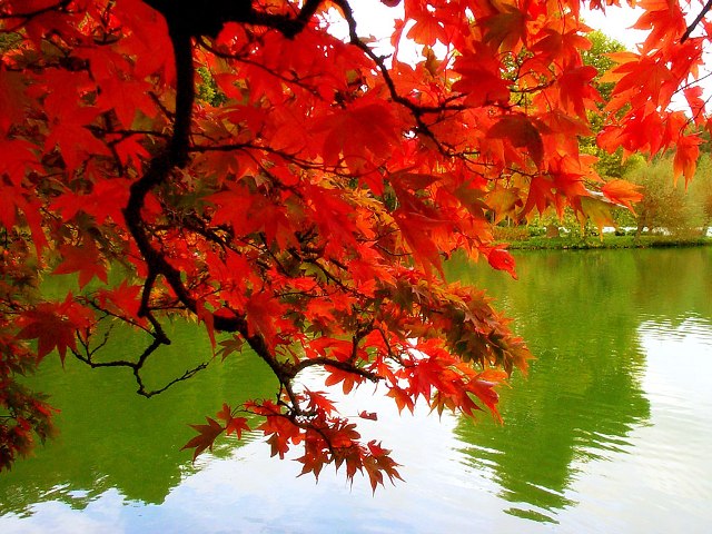 free-pictures-fall-autumn-colors-leaves-Mexicanwave-pic (640x480, 108Kb)