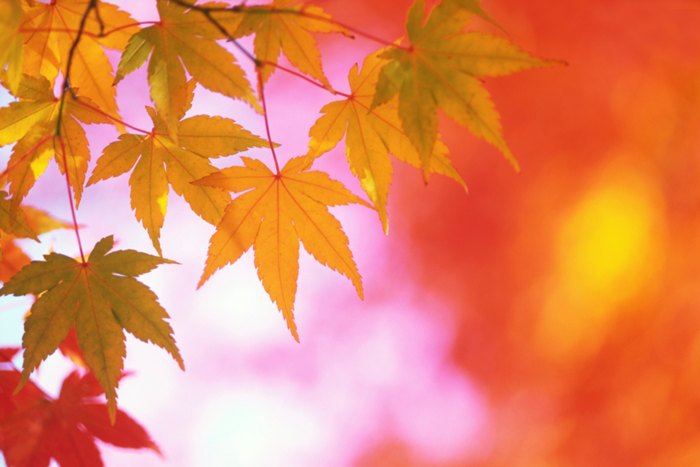 fall-leaves (700x467, 450Kb)