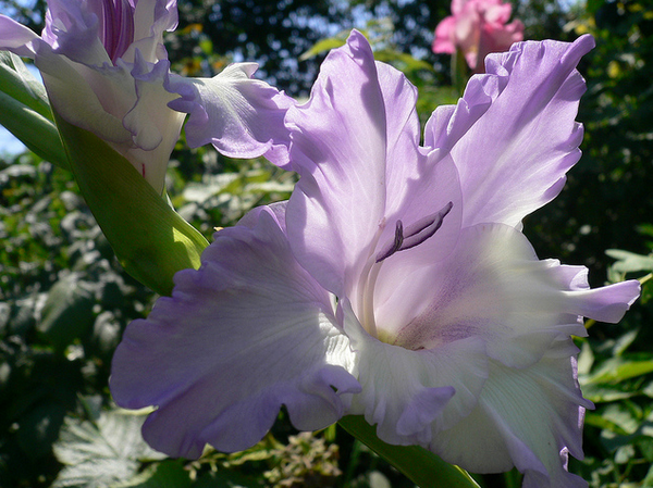 Gladiolus  Flickr - Photo Sharing! (600x449, 731Kb)