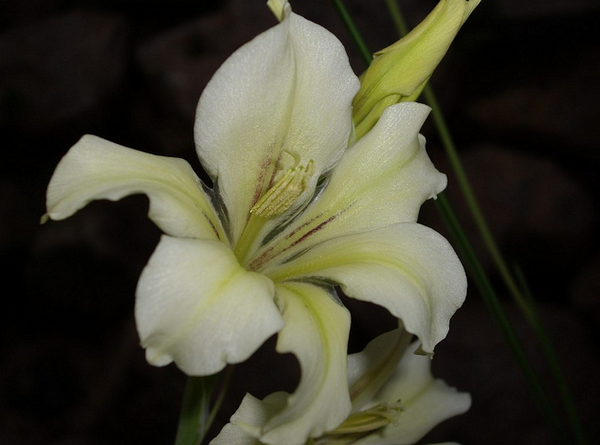 Gladiolus tristis 02  Flickr - Photo Sharing! (600x445, 456Kb)